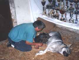 Rassebetreuer bei rassehunde.de fr die Tschechoslowascher Wolfshunds