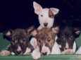 Bullterrier - Welpen - sieht so ein Kampfhund aus??