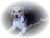 Beagle - Welpen aus seriser Hundezucht