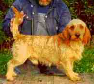 Basset fauve de Bretagne