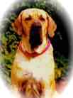Fila Brasileiro - Welpen aus seriser Hundezucht