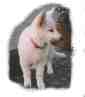 welpen