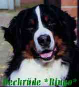 Berner Sennenhunde