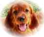 Irish Setter - Weisser Schferhund