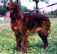 Irish Setter Zuchthndin Dolly