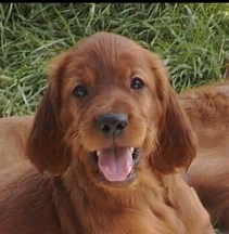 Cusco - ein Irish Setter - Welpe