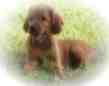 Unsere Irish Setter Welpen wachsen mit Familienanschlu und sehr viel Auslauf auf