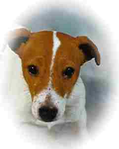 Parson Jack Russell Terrier aus autorisierter Hundezucht