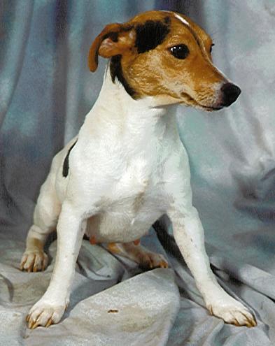 Parson Jack Russel Terrier - Welpen aus der Hundezucht der Züchter auf den Züchterlisten