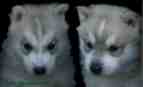 Sibirian Husky - Welpen dieser Schlittenhunde von autorisierten Hundezüchtern