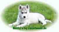 Sibirian Husky - Schlittenhunde - Welpen von erfahrenen und zur Hundezucht autorisierten Hundezüchtern
