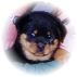 Rottweiler von Hohenbeilstein