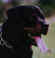 Rottweiler - Züchteradressen auf der Züchterliste bei rassehunde.de