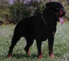 Rottweiler sind hervorragende Gebrauchshunde